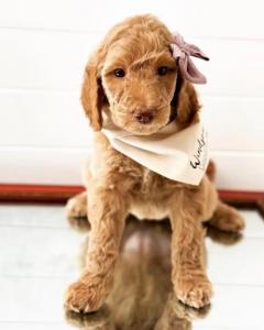 best+CA+Goldendoodle+breeder