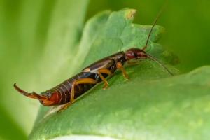 Hudson Valley earwig control
