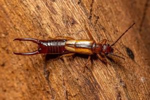 earwig control in Hudson Valley
