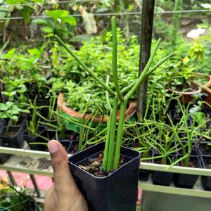Pencil cactus live plant in a nursery pot with green cylindrical stems used in indoor and outdoor plant collections.