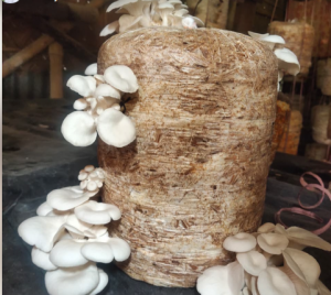 Ready-to-harvest oyster mushrooms growing from a cylindrical substrate block used in structured mushroom cultivation.