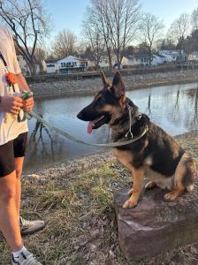 Off Leash K9 Training New York