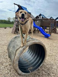 Syracuse Dog Training