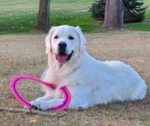 Syracuse Dog Training Photo