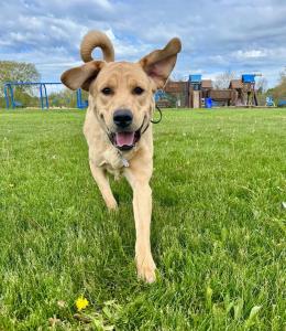 Syracuse, NY Dog Training