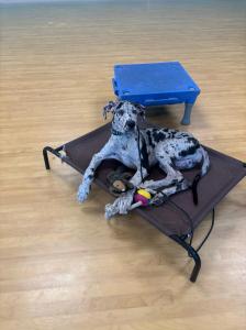 Syracuse, New York Dog Training
