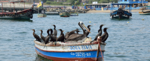 Among Fishermen in Chorrillos
