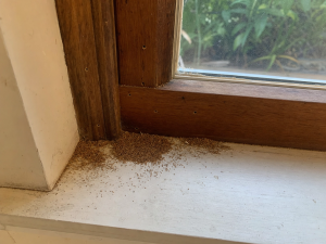 Drywood termite frass pellets on a window sill inside a Jacksonville Florida home - sign of active termite infestation