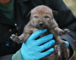 Red Wolf Pup Born at the Wolf Conservation Center