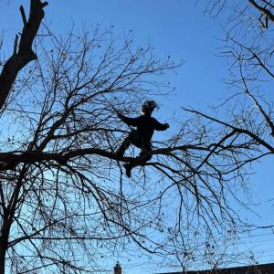 Rausch Tree & Outdoor Services technician performs expert tree removal in Burlington, WI.