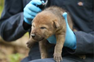 Red Wolf Pup born at the Wolf Conservation Center.