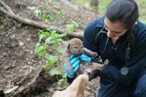 Red Wolf pup born at the Wolf Conservation Center.