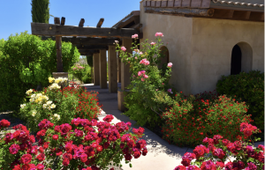 Colorful rose gardens and landscaped grounds surrounding the tasting room and event spaces at Alcantara Vineyard in Camp Verde, Arizona.
