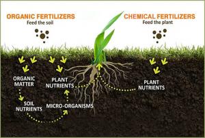 Fertilizer Markets Growth
