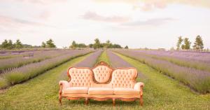 Hereward Farms Lavender Fields