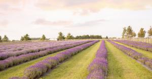 Hereward Farms Lavender Fields 2025