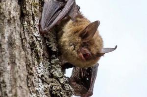 Northern Long-eared Bat perched on tree by Cynthia Bridge
