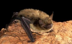 Northern Long-eared Bat by J. Scott Altenbach
