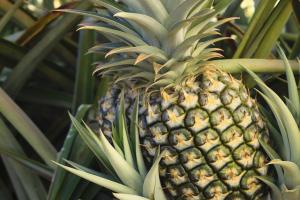 New! The Hibiscus Pineapple Express Facial combines the exfoliating power of pineapple enzymes with brightening botanicals and antioxidants.