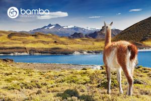 Patagonia with wildlife