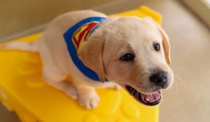 Small yellow labrador puppy with a superhero cape about to leap off of a yellow platform with a heroic look on his face.