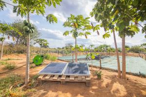 Image shows solar panels on the ground between coconut palm trees in Kenya.