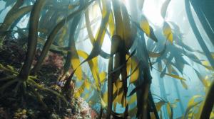 Kelpak is produced from kelp otherwise known as Ecklonia maxima which grows in a demanding marine environment characterised by cold currents, strong wave action, and high natural stress