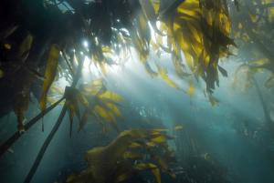 Underwater kelp forest