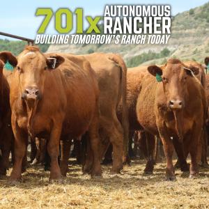Cows wearing xTpro smart ear tag