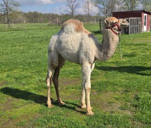 baby camel
