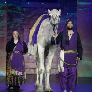 Solomon the camel on stage