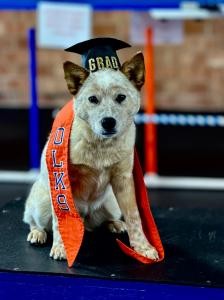 Winston Salem Dog Training