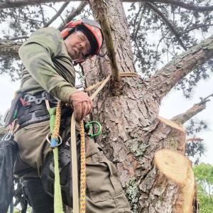 robbie plyler tree service