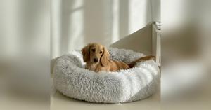 Friends Forever Pets Travel Essential
