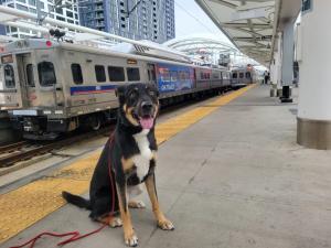 Denver Dog Training