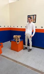 Denver Dog Training Photo