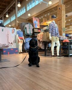 Lehigh Valley Dog Training