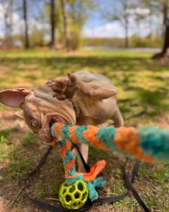 Lehigh Valley, PA Dog Training