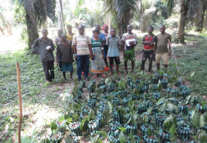 Botsike Village Members with Bosenge Tree Sapplings in rainforest of Ingende Territory, Democratic Republic of Congo
