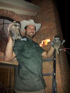 Raccoon kits removed from attic