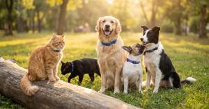 The most advanced GPS tracker for dogs & cats. Track your pet with the ultra-compact GEGO PET. Real-time safety right on your phone!