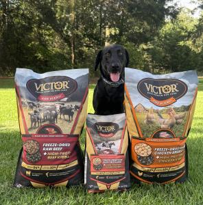 Dog with VICTOR's New Freeze-Dried Raw Blend Recipes, High Protein Dog Food