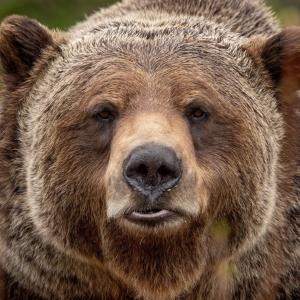 Kicking Horse Mountain Resort Boo the Grizzly Bear