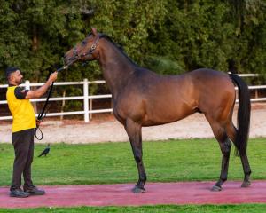 Asaassi - New to RaceX