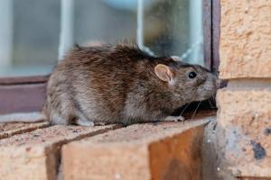 rodent-pest-control CrittereX