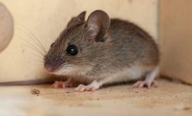 professional rodent control
