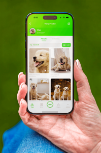 App screen showing pets photos organised in albums