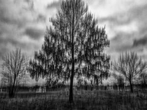 The Resolute Tree – Black and white abstract ICM photograph by Antonina Minova of solitary tree with motion blur, contrast, grain, and resilience