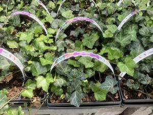 English ivy for sale at a retail garden center in Virginia