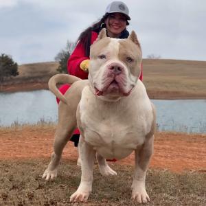 Merle XL American Bully Dog